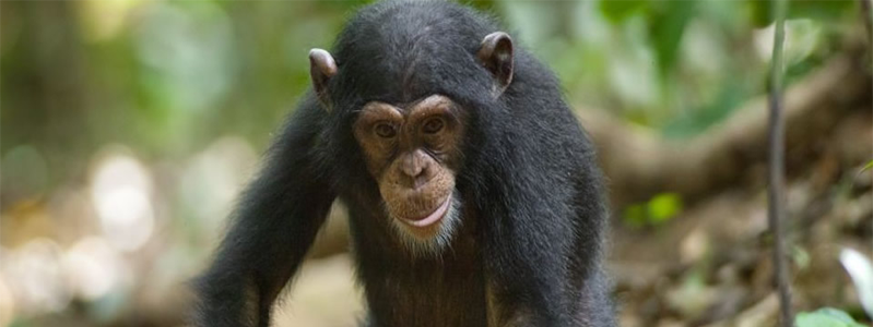 6 days Rwanda Primate