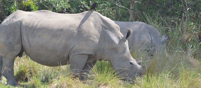 Ziwa Rhino tracking Uganda
