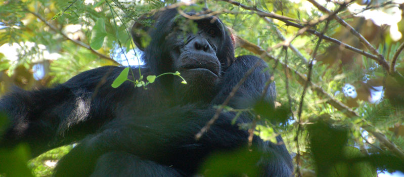 CHimpanzee tracking Kibale