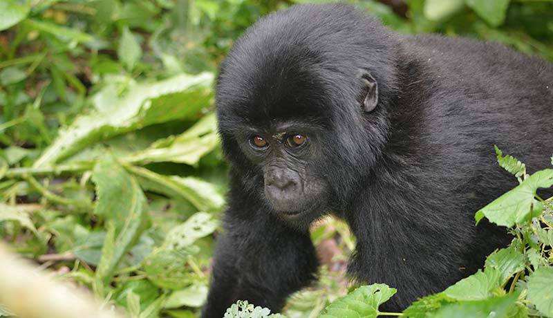 Gorilla tracking Bwindi 