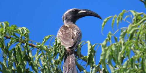 African-Grey-Hornbill