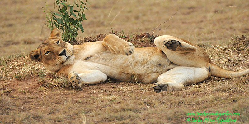 Lion in Queen Elizabeth National Park Lion in Queen Elizabeth National Park