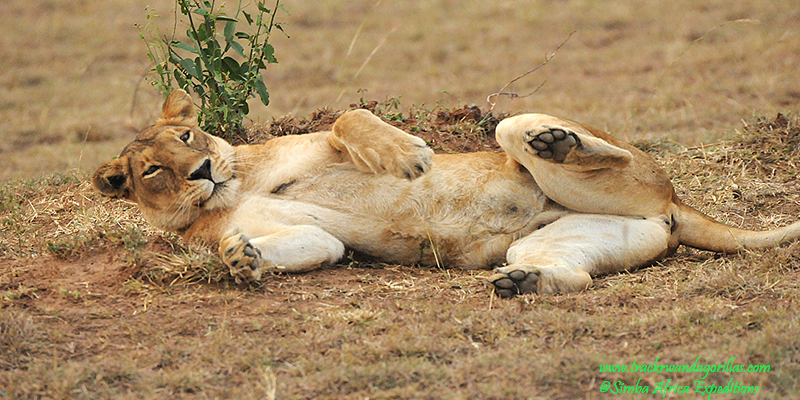 Lion in Queen Elizabeth National Park