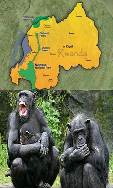 Nyungwe National Park
