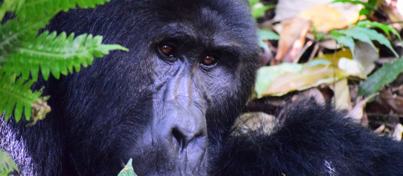 Mountain Gorillas