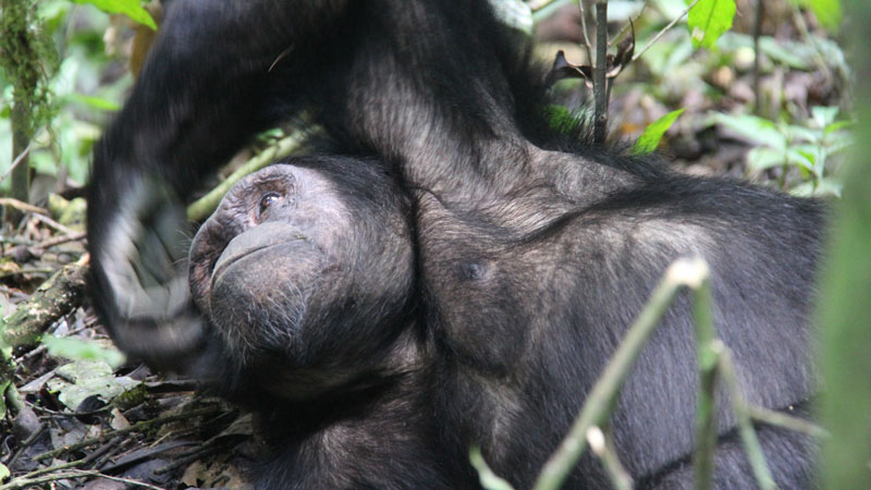 2 days Chimp tracking 2 days Chimp tracking