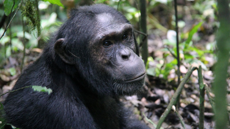 Chimpanzee trekking in Nyungwe