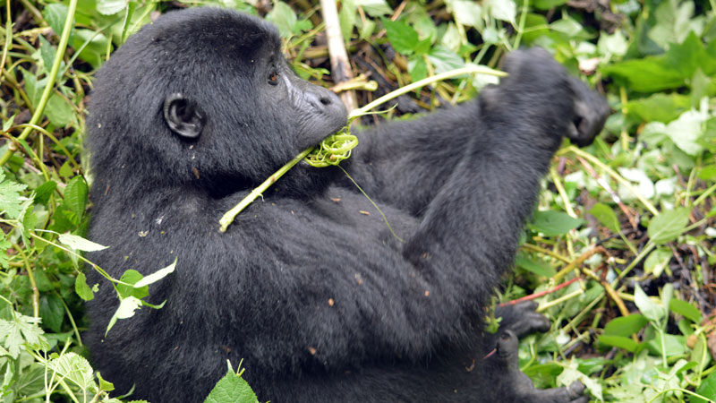 4 Days Gorilla Tracking