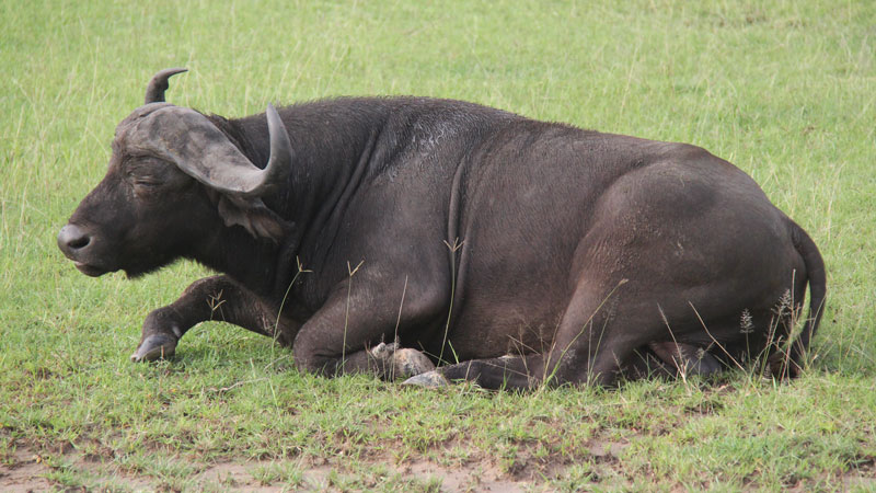 African Buffalo