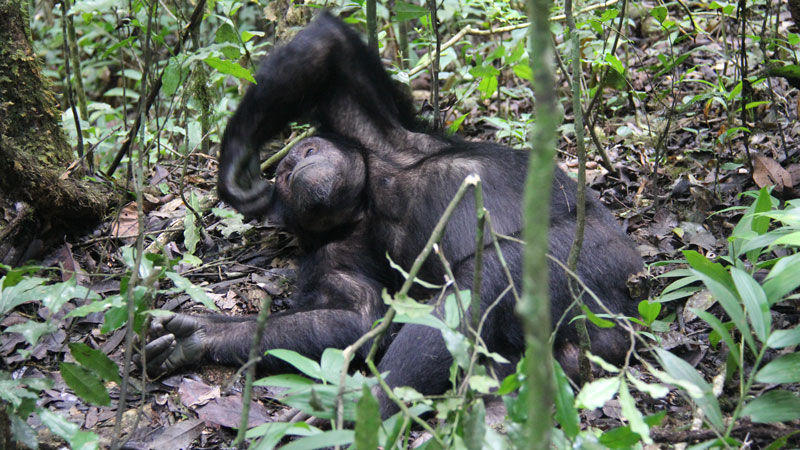 4 Days Chimpanzee Habituation