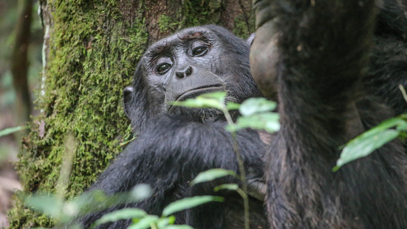 Chimpanzee Trekking in Nyungwe 4 days primates