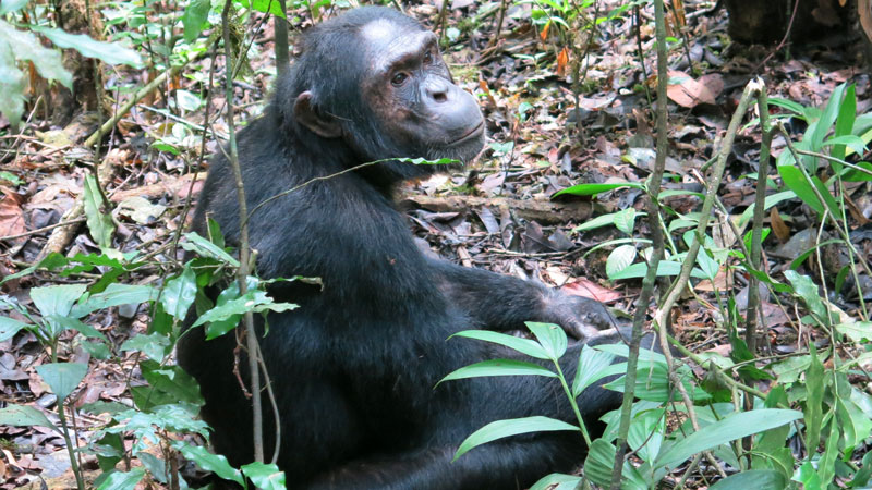 12 Days Discover Rwanda 