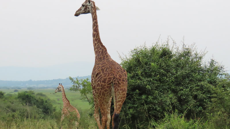 Giraffe in Akagera