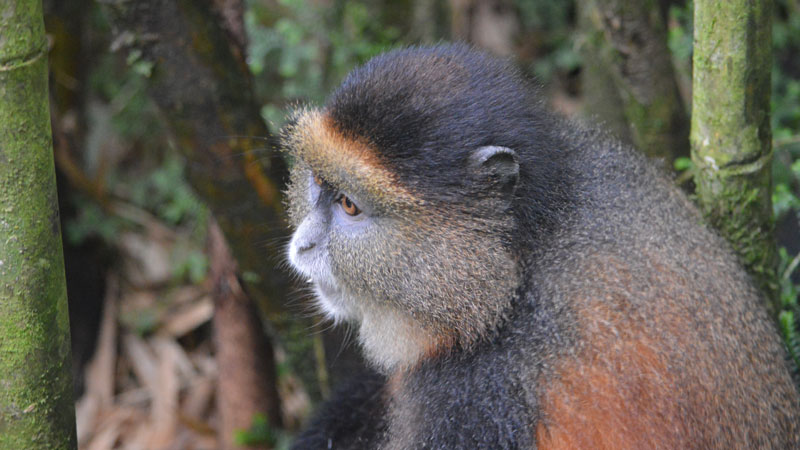 Golden Monkey Trekking 10 days explore Rwanda.
