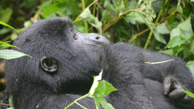 5 Days Visit Rwanda