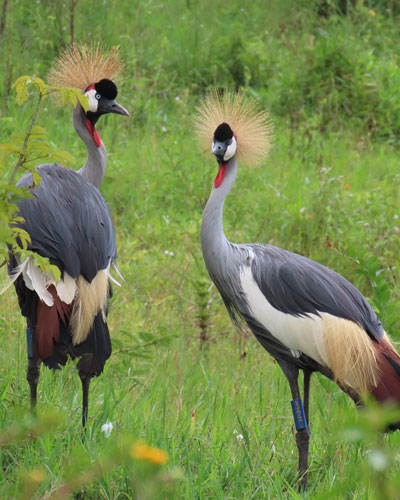 Grey crowned crane