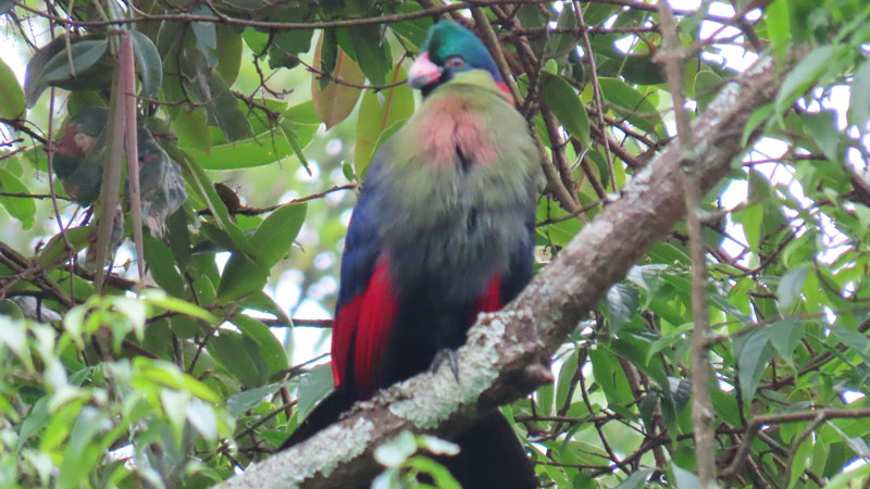 Rwenzori turaco