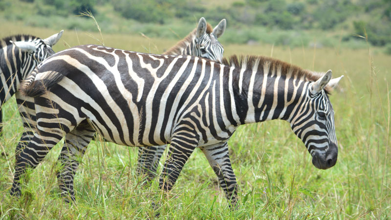 Lake Mburo