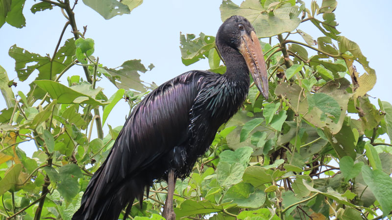 6 days Bird watching