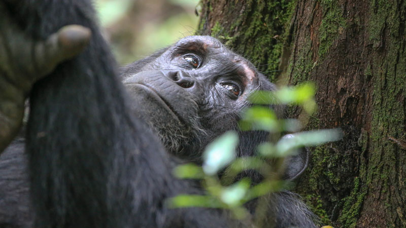 3 days Chimpanzee tracking