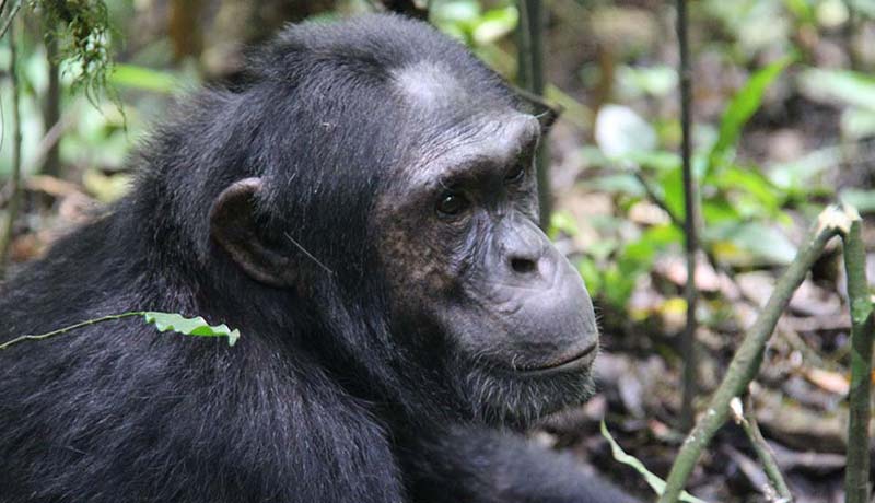 Chimpanzee trekking Kibale