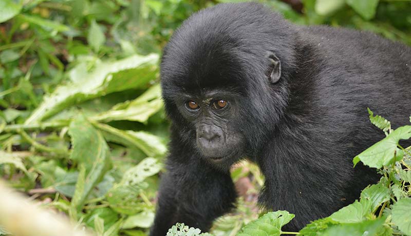 Mountain Gorilla Trekking