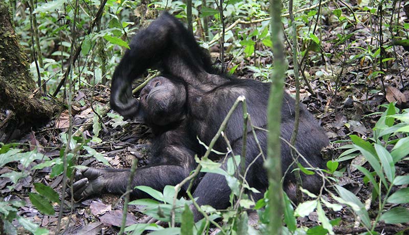 Chimpanzee Trekking