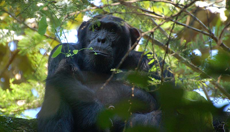 Chimpanzee tracking Uganda