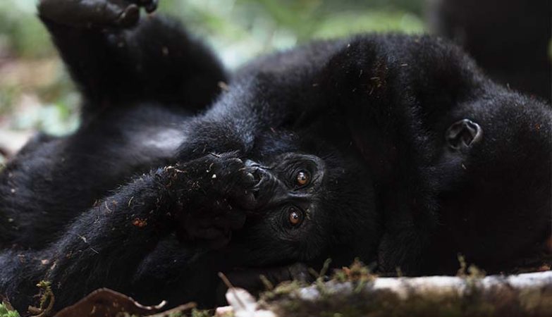 Mountain Gorilla tracking Bwindi 