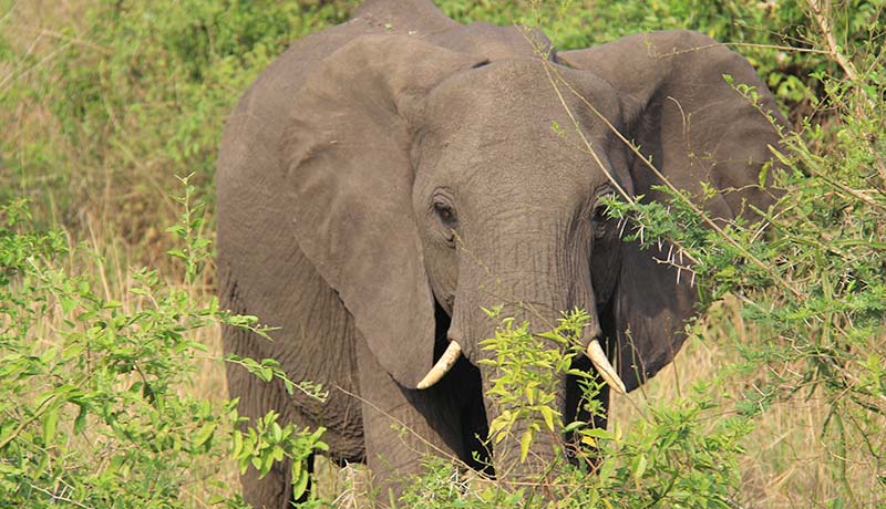 African Elephant in Akagera National Park