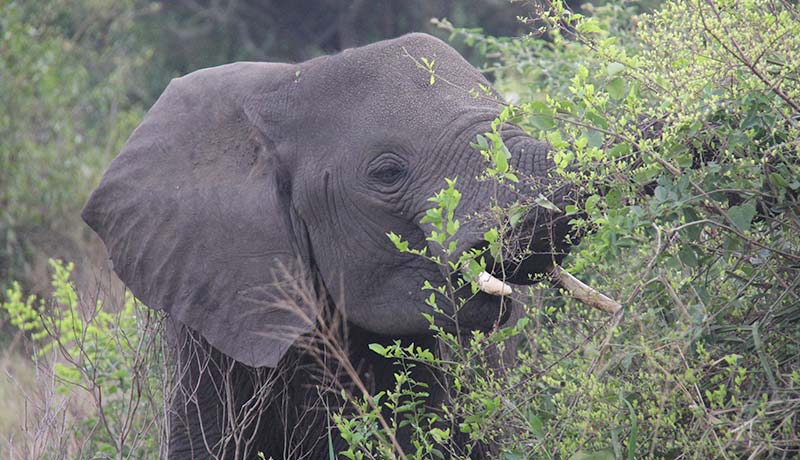 African Elephant