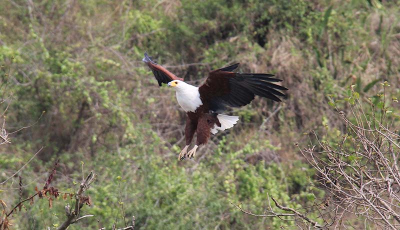 3 days akagera 3 days Akagera