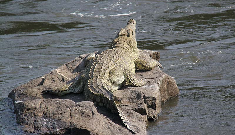 crocodiles