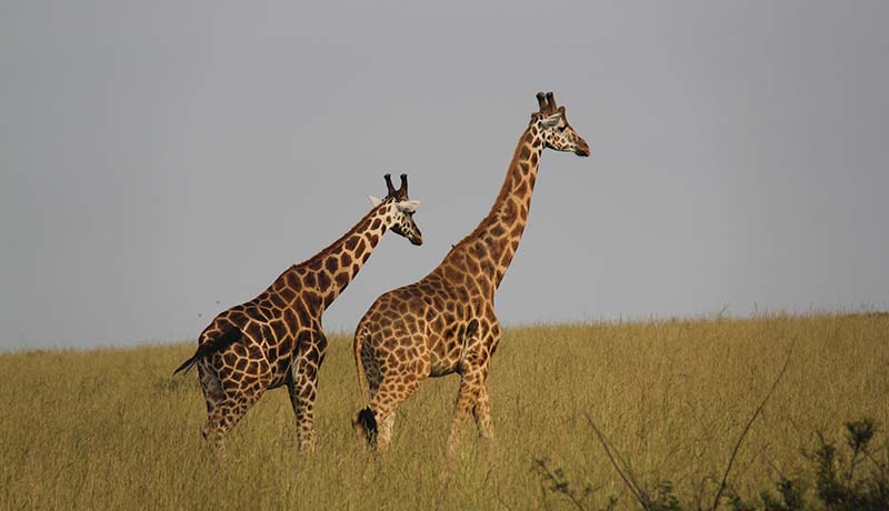 Giraffe in Akagera National Park 2 days Akagera