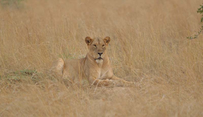 Lion in Akagera National Park 2 days Akagera