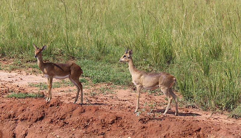 Spotting duikers in Akagera National Park