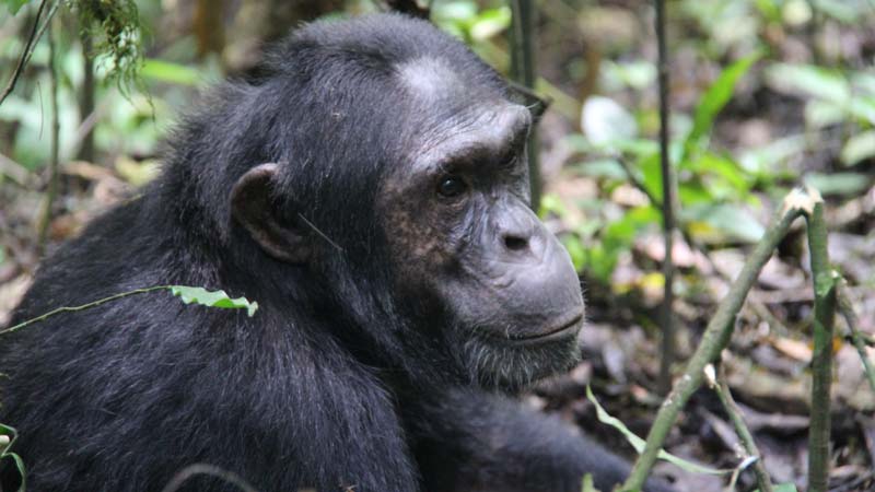 Chimpanzee Habituation Experience