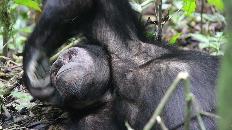 Chimpanzee Trekking in Nyungwe Forest National Park