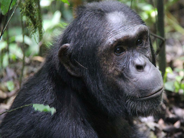 chimpanzee tracking kibale