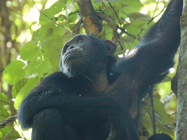3 days chimpanzee tracking Rwanda