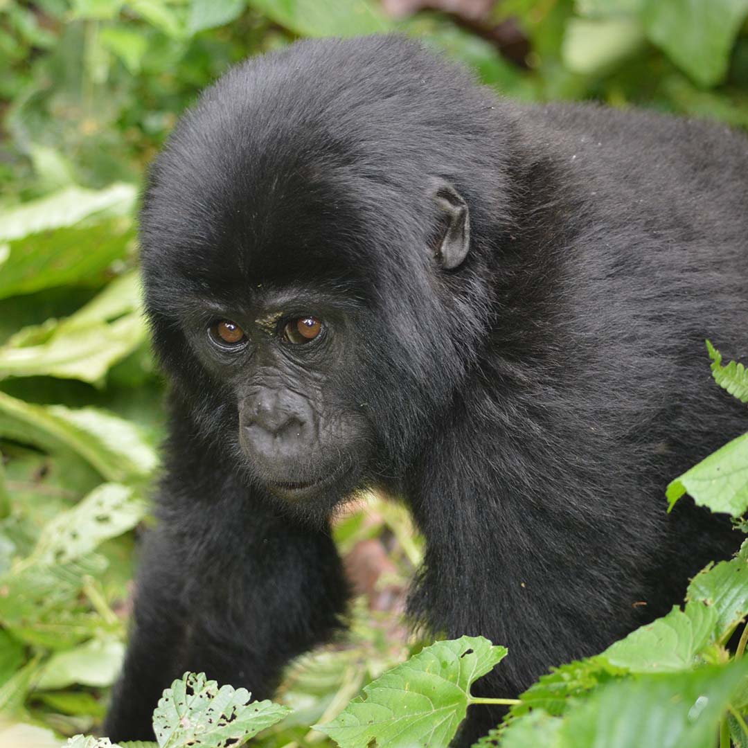 Gorilla Tracking Volcanoes