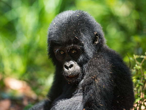 Gorilla in Volcanoes