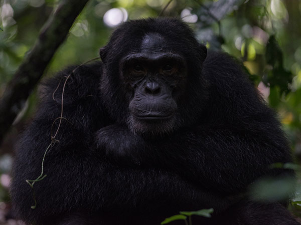 Chimpanzee trekking Nyungwe