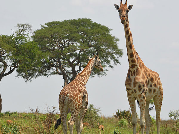 Giraffe in Murchison falls