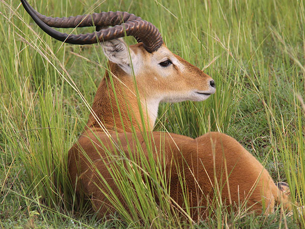 impala in akagera