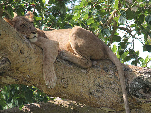 Tree climbing Lion