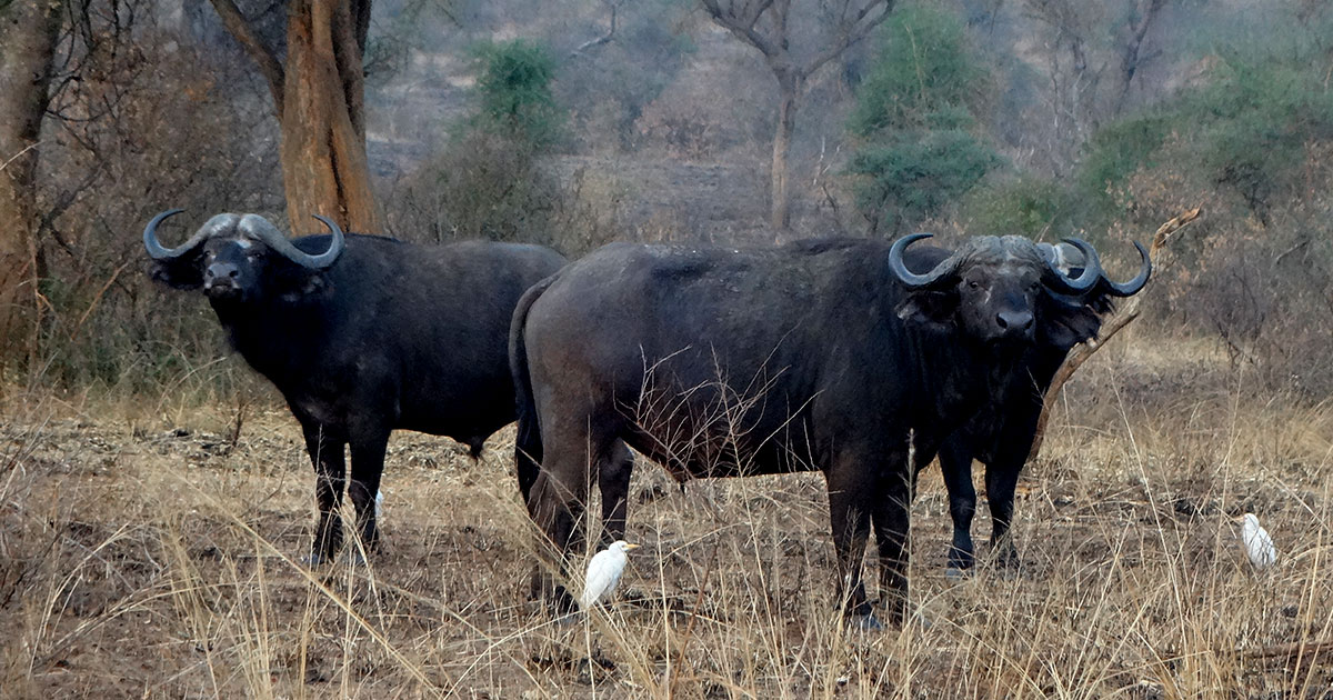 akagera national park