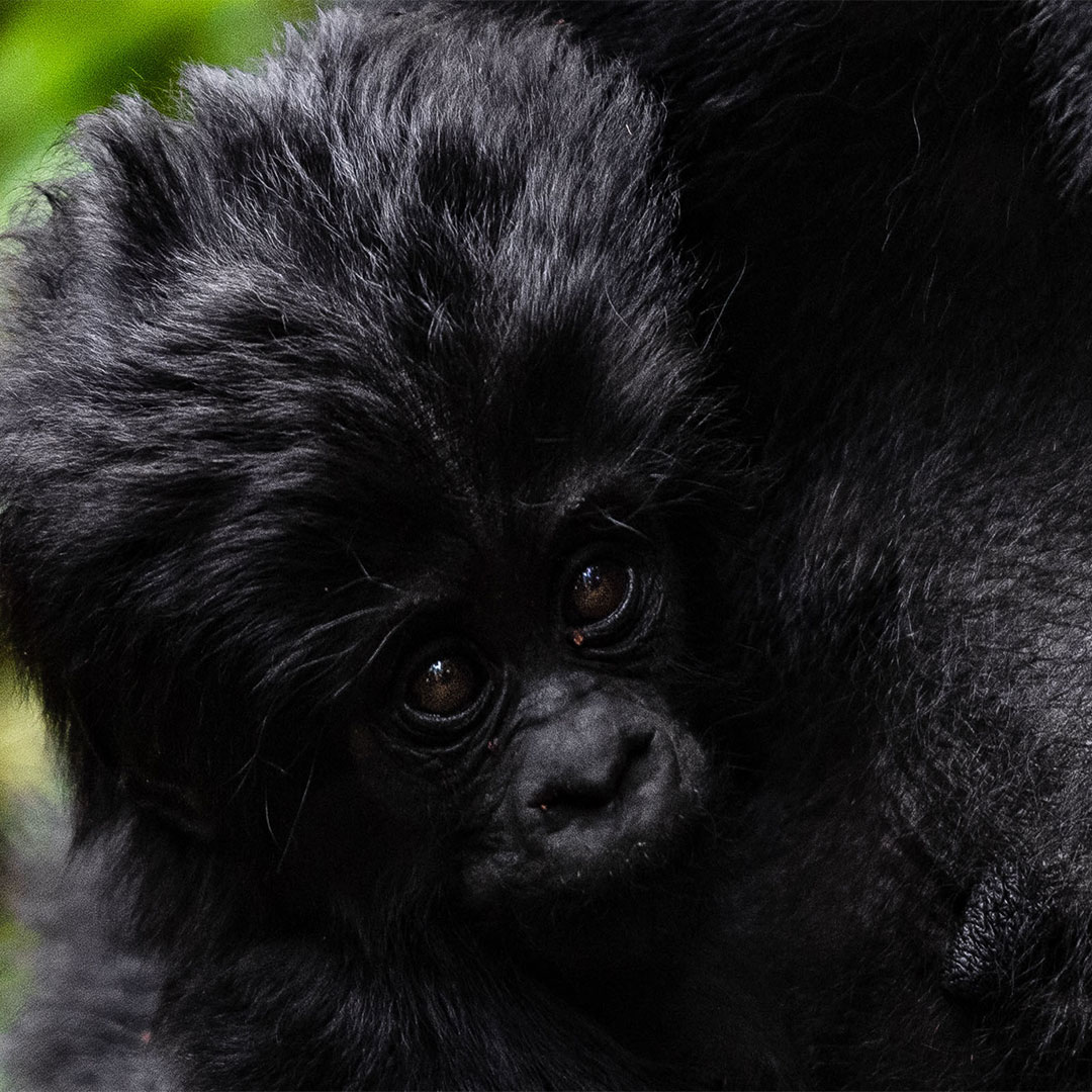 Rwanda gorillas