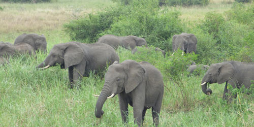 African Elephants