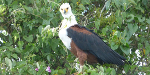 African Fish Eagle